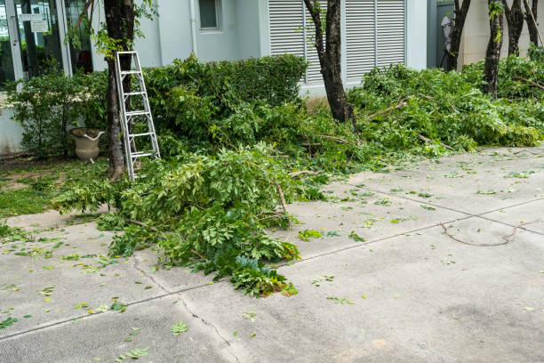 Best Best Tree Removal Services  in USA